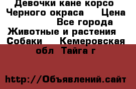 Девочки кане корсо. Черного окраса.  › Цена ­ 65 000 - Все города Животные и растения » Собаки   . Кемеровская обл.,Тайга г.